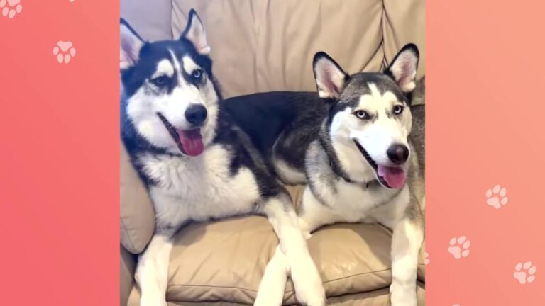 A Texas Family Came For One Husky Puppy, But They Couldn’t Leave His Tiny Sister Behind