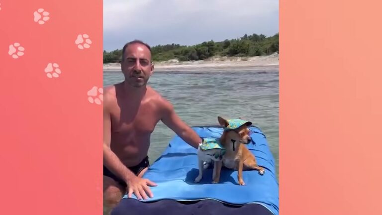 California Man Adopts Two Tiny Chihuahuas And Proves Every Hater Completely Wrong