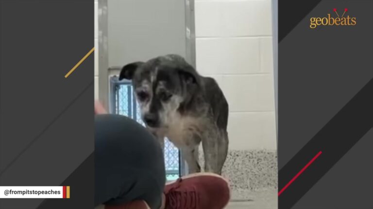 Georgia Dog Shook In Her Kennel And Tried To Disappear, Then Something Changed In The Yard