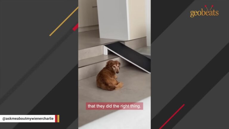 California Dachshund Surrendered At 14 Greets His New Mom The Same Heartbreaking Way Every Time She Returns