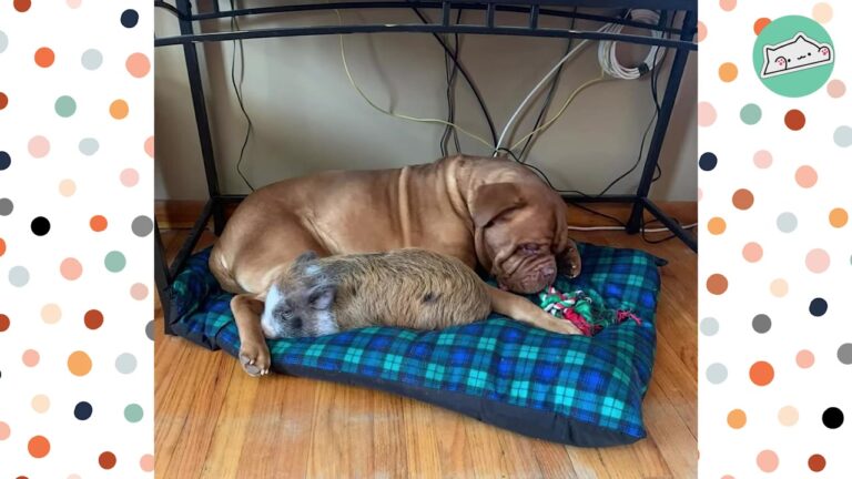 Ohio Piglet Was Terrified Of Her New Home Until A Gentle Dog Changed Everything