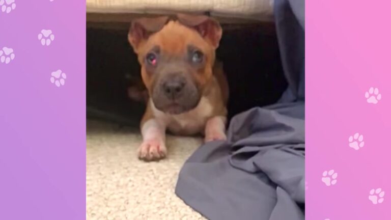 Tiny Puppy Was Abandoned In A Box Near A Hawaii Farm Before His Family Noticed Something Special About Him