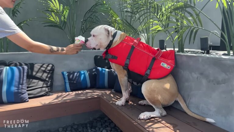 Texas Bulldog Waited Three Years For A Home, But One Special Day Out Might Finally Change His Fate