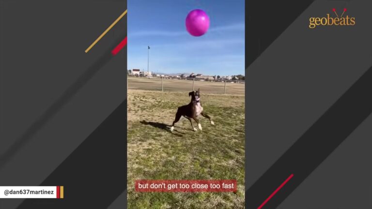 Nevada Man Promises His Rescue Dog She’ll Never See A Cage Again, Then Discovers Her Hidden Talent
