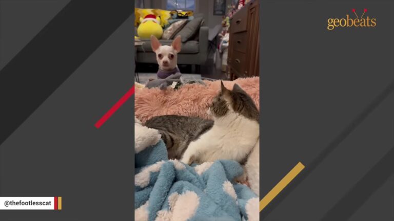 Tennessee Chihuahua Keeps Bringing Toys To His Cat Best Friend And Never Understands Why He Won’t Play