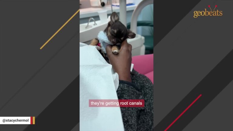 Pennsylvania Chihuahua Goes To The Dentist Every Day And Has One Very Important Job