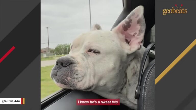 Texas Woman Notices The Saddest Dog In The Shelter, Then Learns Nobody Has Applied For Him
