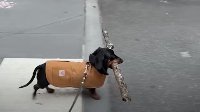 New York Dachshund Carries Massive Sticks Down The Sidewalk And Strangers Keep Stopping To Stare