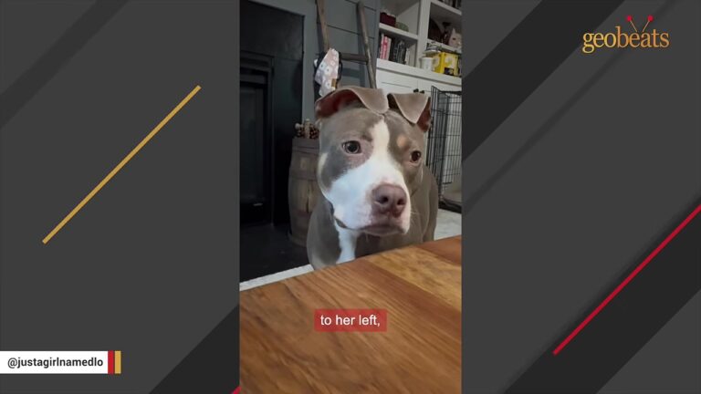 North Carolina Dog Spent Nearly Her Entire Life In A Crate, Then A Trainer Noticed Something About Her Paws