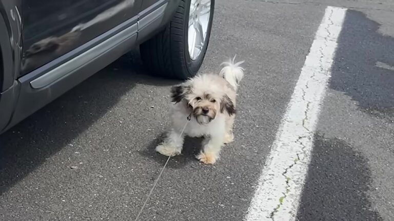 Florida Woman Pulls Over For A Trembling Dog And Notices What Was Left Beside Him