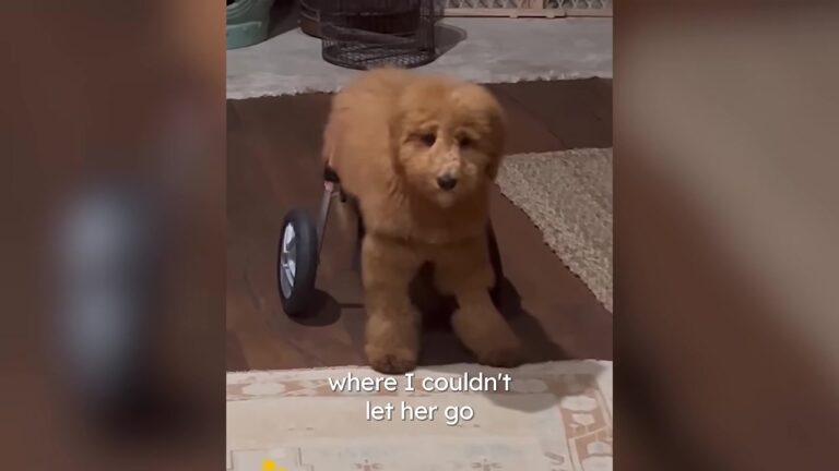 Temporary Foster Dog Walks Into A Mississippi Home And Immediately Changes Things For A Puppy On Wheels
