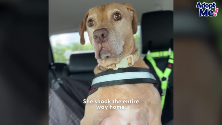 Frightened Florida Dog Wouldn’t Eat In Front Of Her Foster Family, So She Started Doing Something No One Expected
