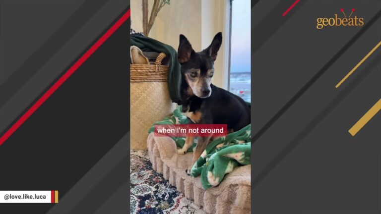 California Woman Went To Honor Her Late Dog And Asked The Shelter For Its Hardest Adoption Case