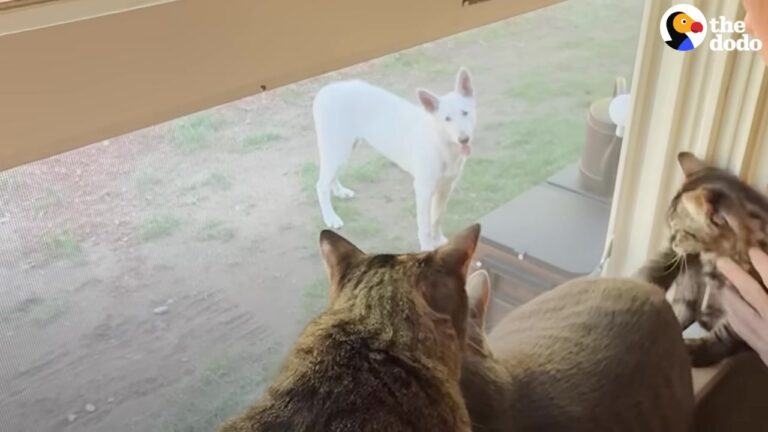 White Dog Kept Returning To One Washington Mountain Property While Staying Just Out Of Reach
