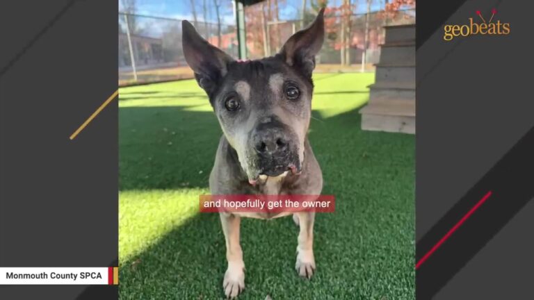 New Jersey Dog Was Found Shivering At The End Of A Chain, Then Did Something Rescuers Didn’t Expect