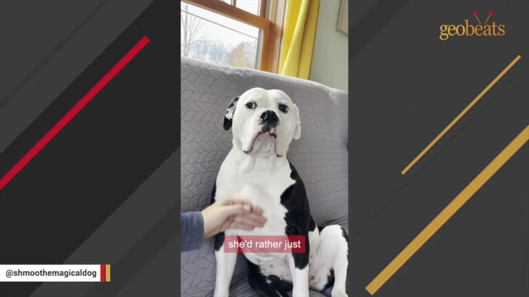 Texas Dog Was Shut Down After Surrender, But Her “Big Cloud Face” Soon Started Drawing Attention Everywhere