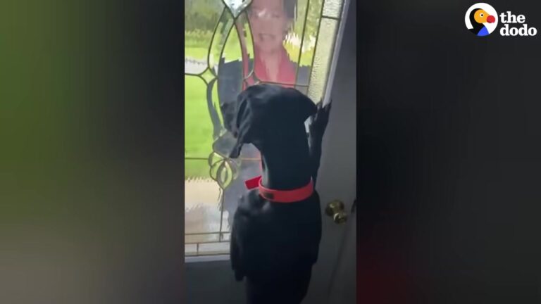 California Dog Has A Very Specific Obsession, And Her Owner’s Surprise Leaves Her Completely Spellbound