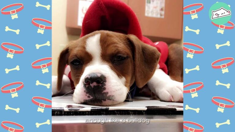 Rejected California Puppy Faced A Scary Illness After His Breeder Decided He Wasn’t Bulldog Enough