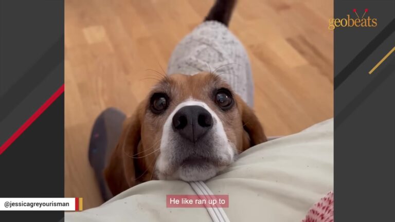 California Beagle Came Out Of A Lab Cage So Quiet That His First Tiny Howl Meant Everything