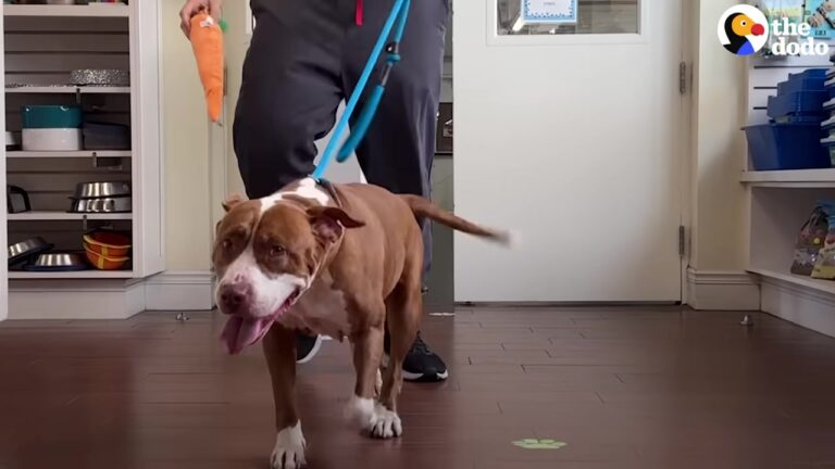 Florida Shelter Dog Carried Her Favorite Stuffed Toy Every Morning Until A Viral Video Changed Her Life