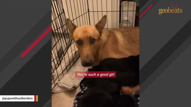 California Mother Dog Lay Heartbroken After Losing Her Puppies Until A Crate Arrived Near Midnight