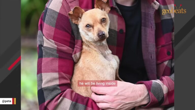 Tiny North Carolina Dog Disappears From One Yard, Then Rescuers Discover Where He Ended Up