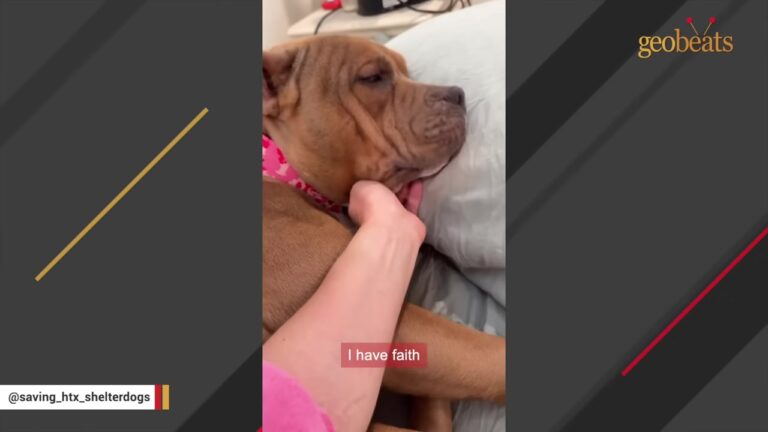 Texas Dog’s First Day In Foster Care Goes Terribly Wrong, Yet Her Foster Makes One Unexpected Choice