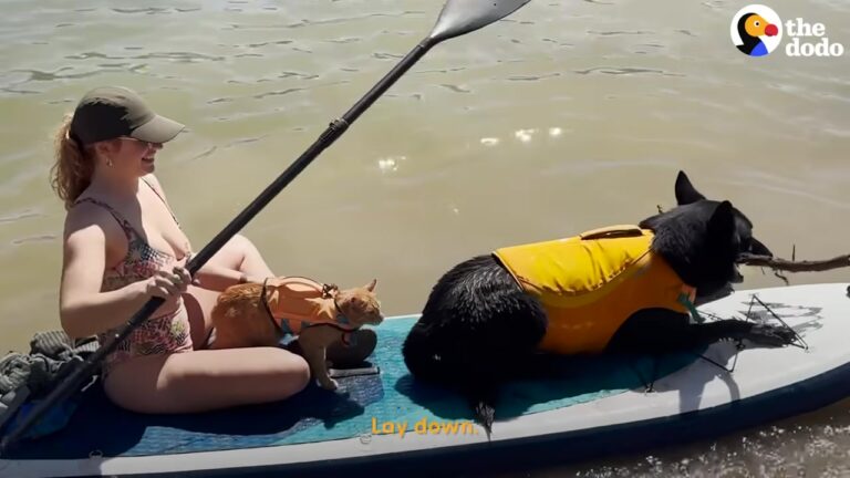 California Woman Brings Her German Shepherd And Cat On Weekend Adventures, Revealing A Bond That Warms The Heart