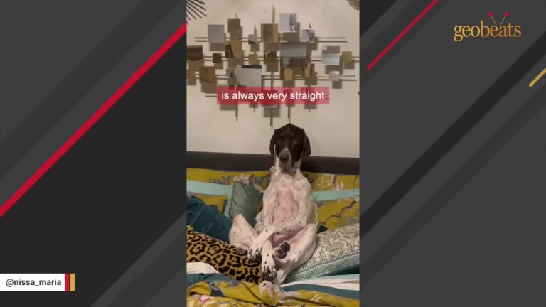 Virginia Dog Has A Favorite Couch Position That Makes Him Look Like Someone’s Grumpy Grandpa