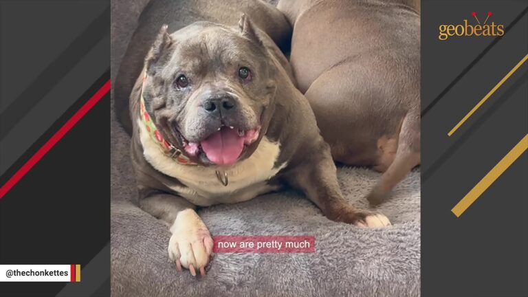California Dog Lost Her “Party Tooth,” And What Her Family Did With It Says Everything About Their Bond