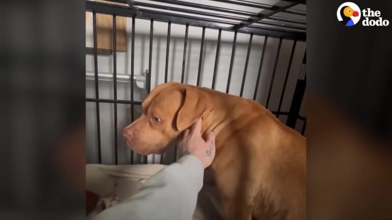 Michigan Dog Was The Most Fearful Pup Rescuers Had Ever Met, But One Simple Trick Changed Everything
