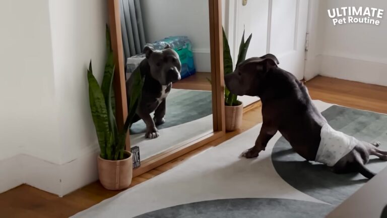 California Woman Takes In Paralyzed Pit Bull, And His Daily Routine Proves Every Ounce Of Effort Is Worth It