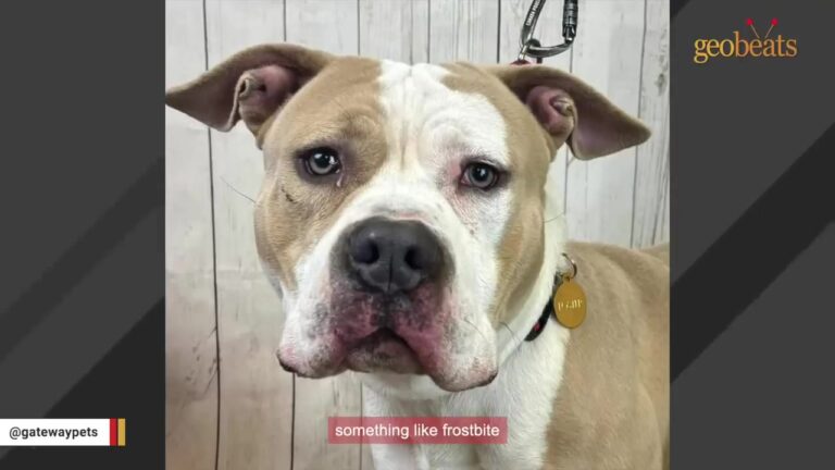 Illinois Dog Showed Up Crying At A Stranger’s House, And The Teenagers Inside Panicked