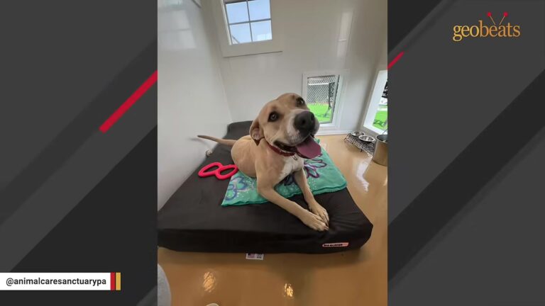 Pennsylvania Shelter Dogs Struggled In Noisy Kennels Until Staff Decided To Try Something Completely Different