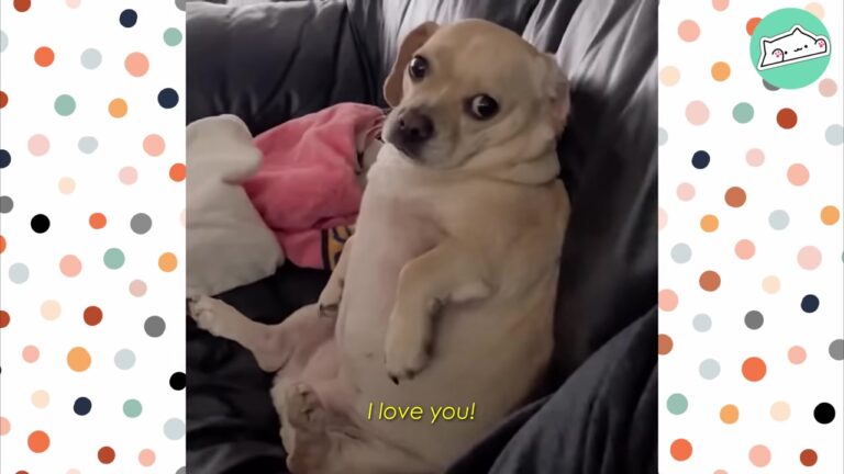Pennsylvania Dog Looked Like A Loaf Of Bread, But Her Grumpy Personality Hid A Beautiful Secret