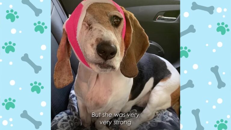 Washington Dog Lost The Use Of Her Back Legs, Then Faced Another Devastating Diagnosis
