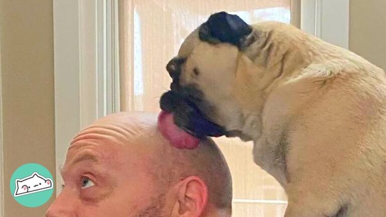 Brave Florida Pug Endures Another Frightening Diagnosis Before Doing Something No One Expected
