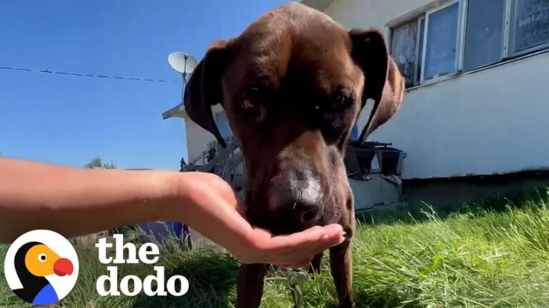 Terrified Texas Dog Stood In The Grass, Desperate For A Meal After Being Abandoned