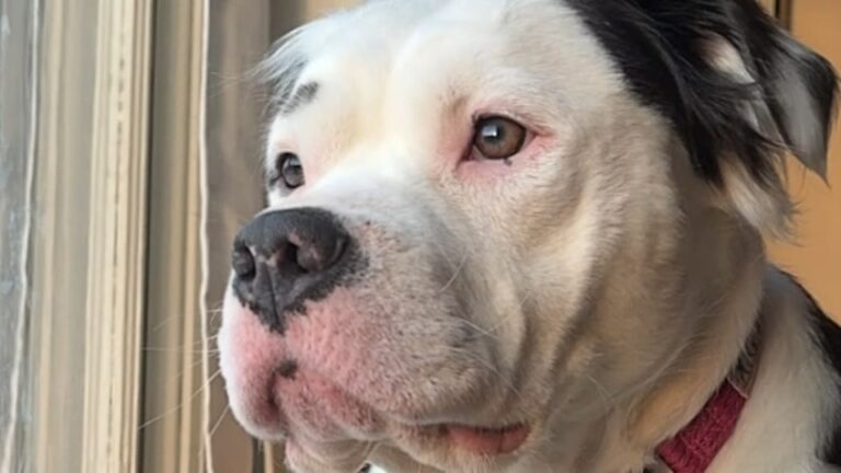 Michigan Dog Was Bred Three Times By Age Two Before Rescuers Learned How Little Of Life She Knew