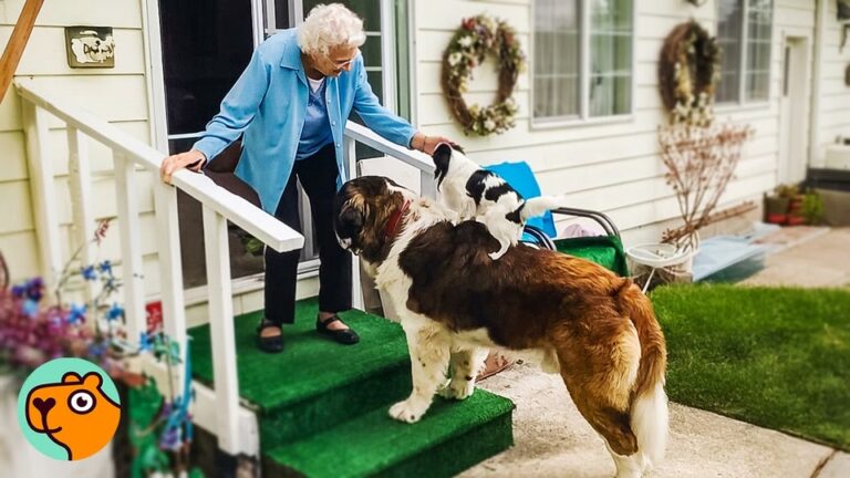 Washington Dog Keeps Waiting Outside His Neighbor’s Empty House Hoping She Will Walk Through The Door