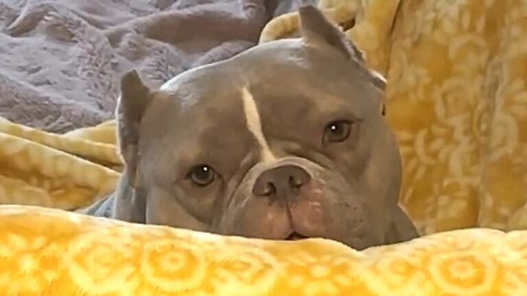 Pennsylvania Dog Is Discarded By A Breeder After They Decide She Cannot Make Them Money