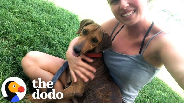 Texas Woman Found A Hairless Dog Hiding In The Trees And Made A Promise That Changed Everything