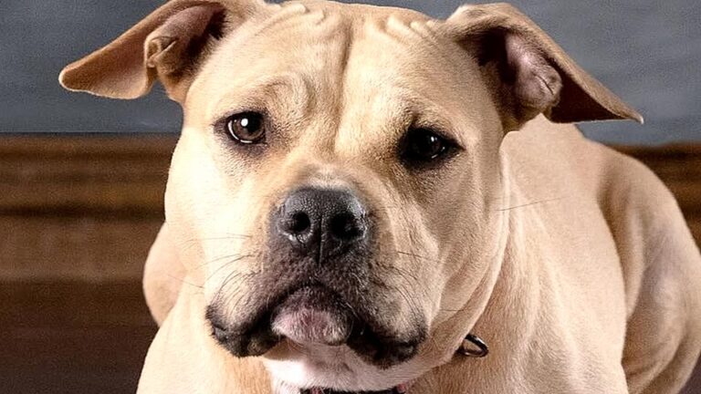 Texas Dog Was Surrendered By Her Family And Kept Her Distance From Everyone Around Her