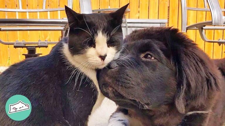 Huge California Dog Arrived In A Home Where The Cat Wanted Nothing To Do With Dogs