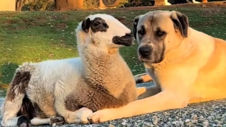 California Lamb Wouldn’t Bond With Other Sheep, But One Gentle Giant Never Left His Side