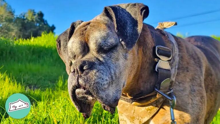 Washington Dog Lost His Sight To A Painful Condition, But His Post-Surgery Reaction Left Everyone Stunned