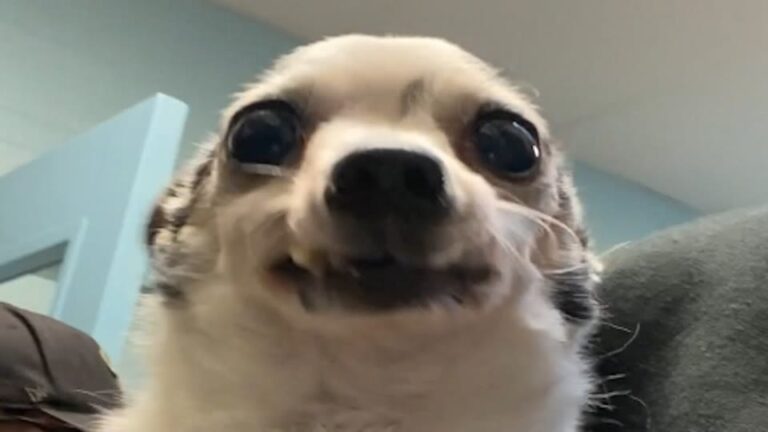 Senior Pennsylvania Dog Was Given Up Over His Bad Breath Until Someone Looked Closer At What Was Really Wrong