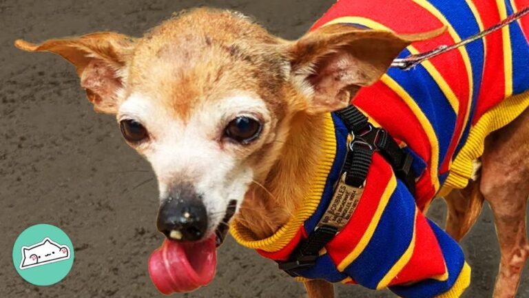 Tiny Senior Dog Roamed California Streets Alone Before An Unusual Adventure Changed His Routine