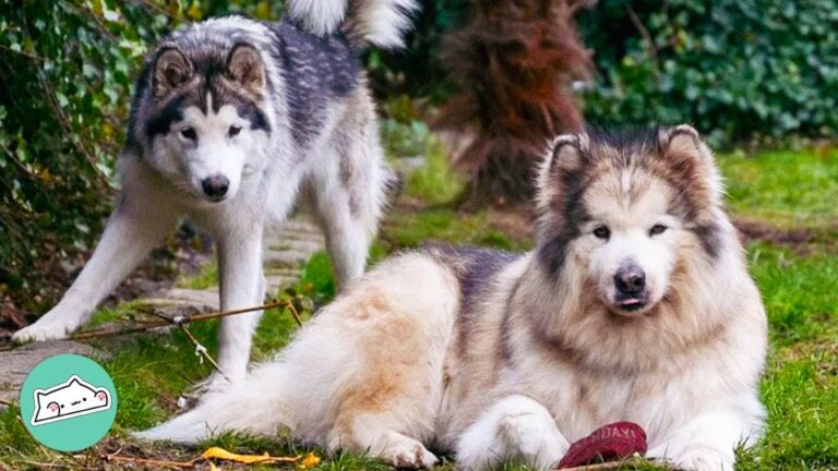 California Dog Loved Being An Only Child, But A Tiny New Puppy Changed His Tune Completely