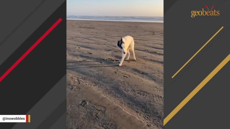 Washington Dog Was Passed From Home To Home Until One Vet Assistant Finally Understood Why